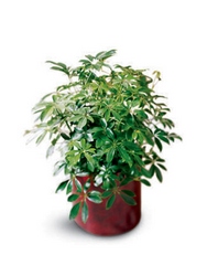 Schefflera Arboricola